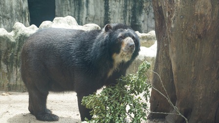 El Oso Chucho se queda en Barranquilla