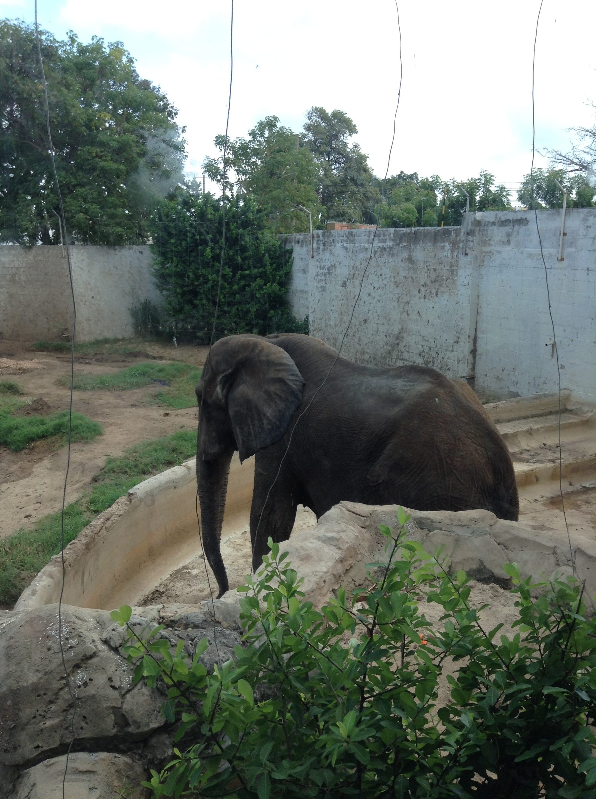 Exitosa la cirugía dental de Tantor, el elefante del Zoo de Barranquilla