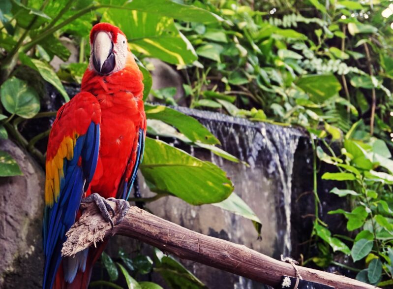 Colombia ya aprobó la Política Nacional de Protección y Bienestar Animal