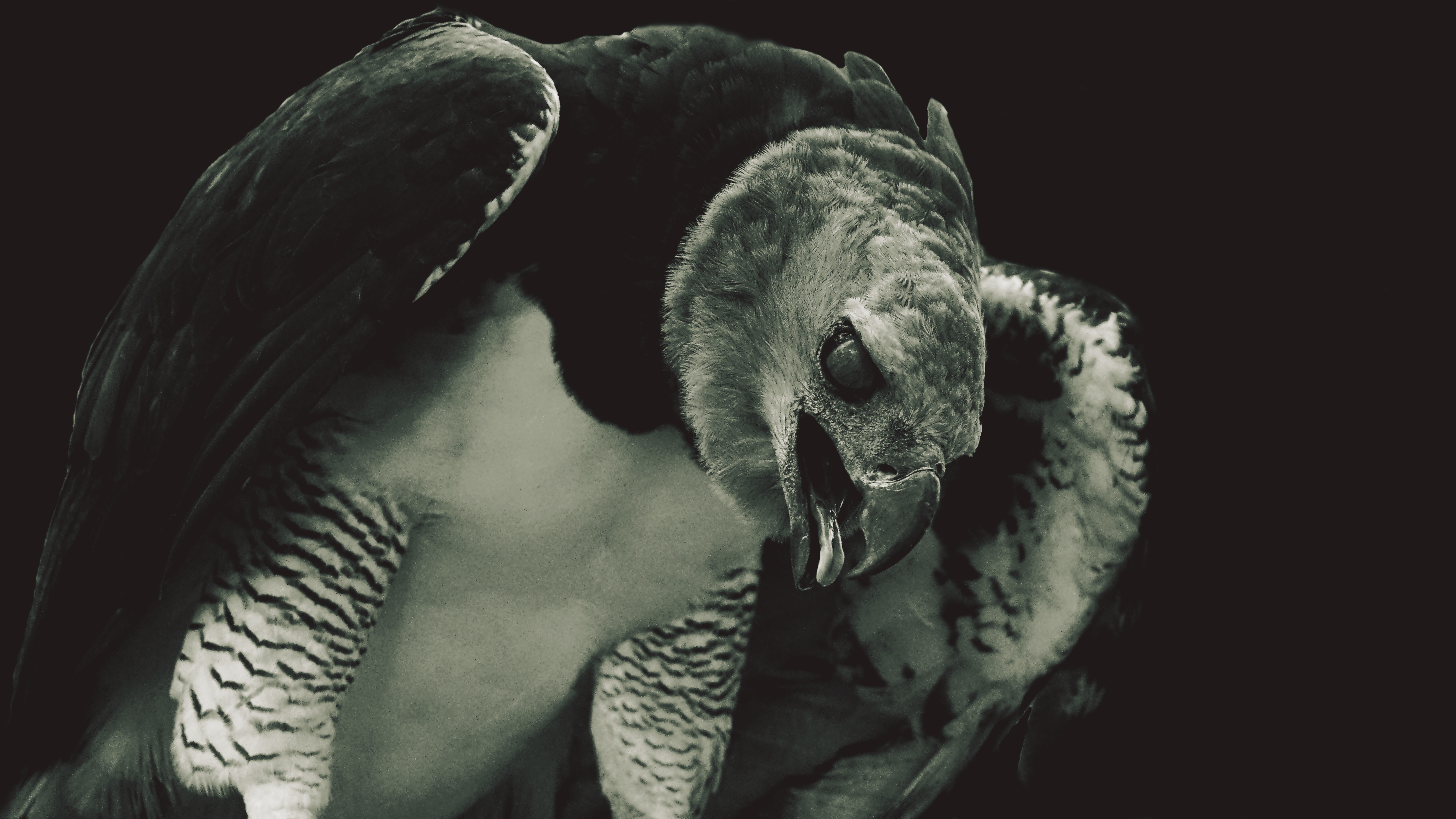5 de mayo, Día mundial del avistamiento de aves