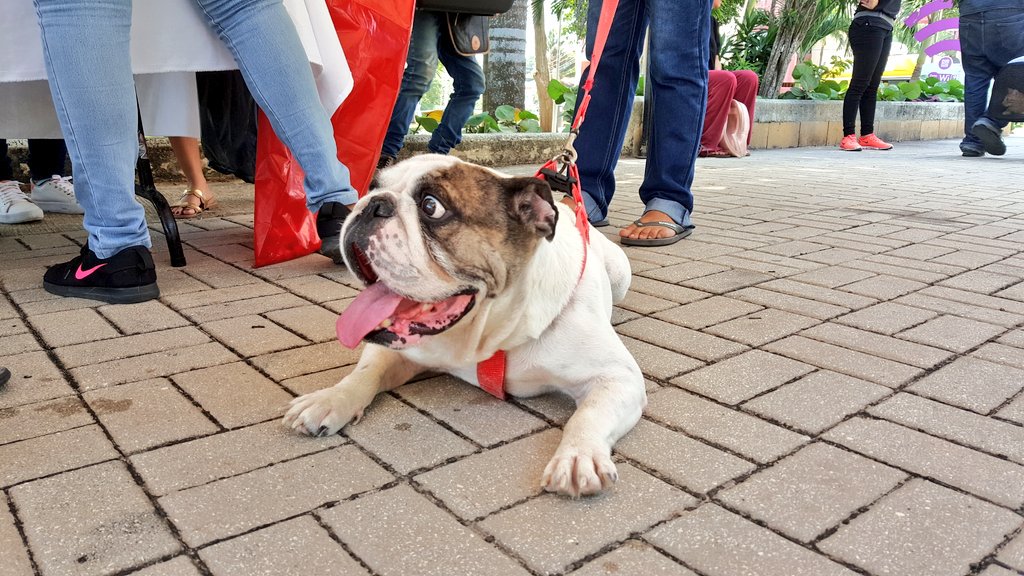 Vacunadas 1.700 mascotas en campaña especial de protección animal en Barranquilla