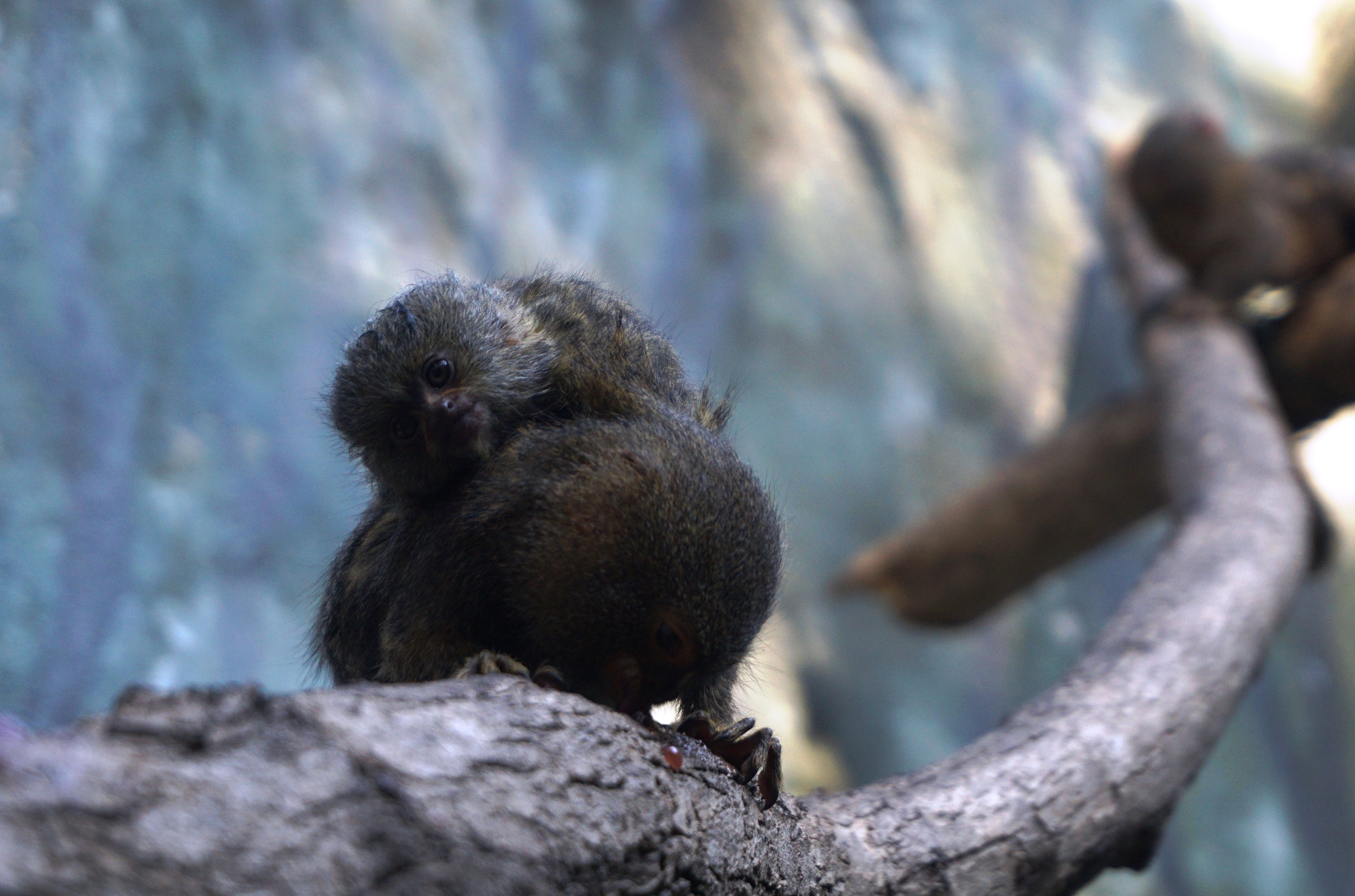 TiTì Pigmeo se suma a la familia de primates del Zoológico de Barranquilla