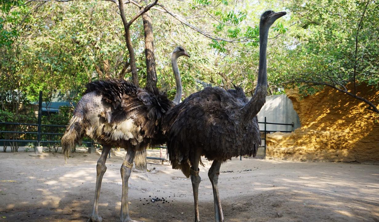 Dos hembras avestruces, nuevas especies para visitar en el Zoológico de Barranquilla