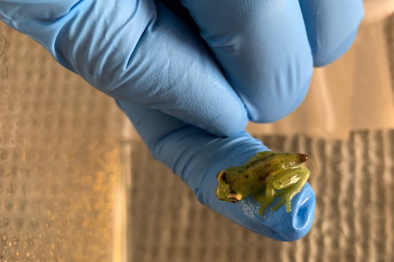 Venezuela: 16 anfibios en centro de conservación murieron durante apagón general