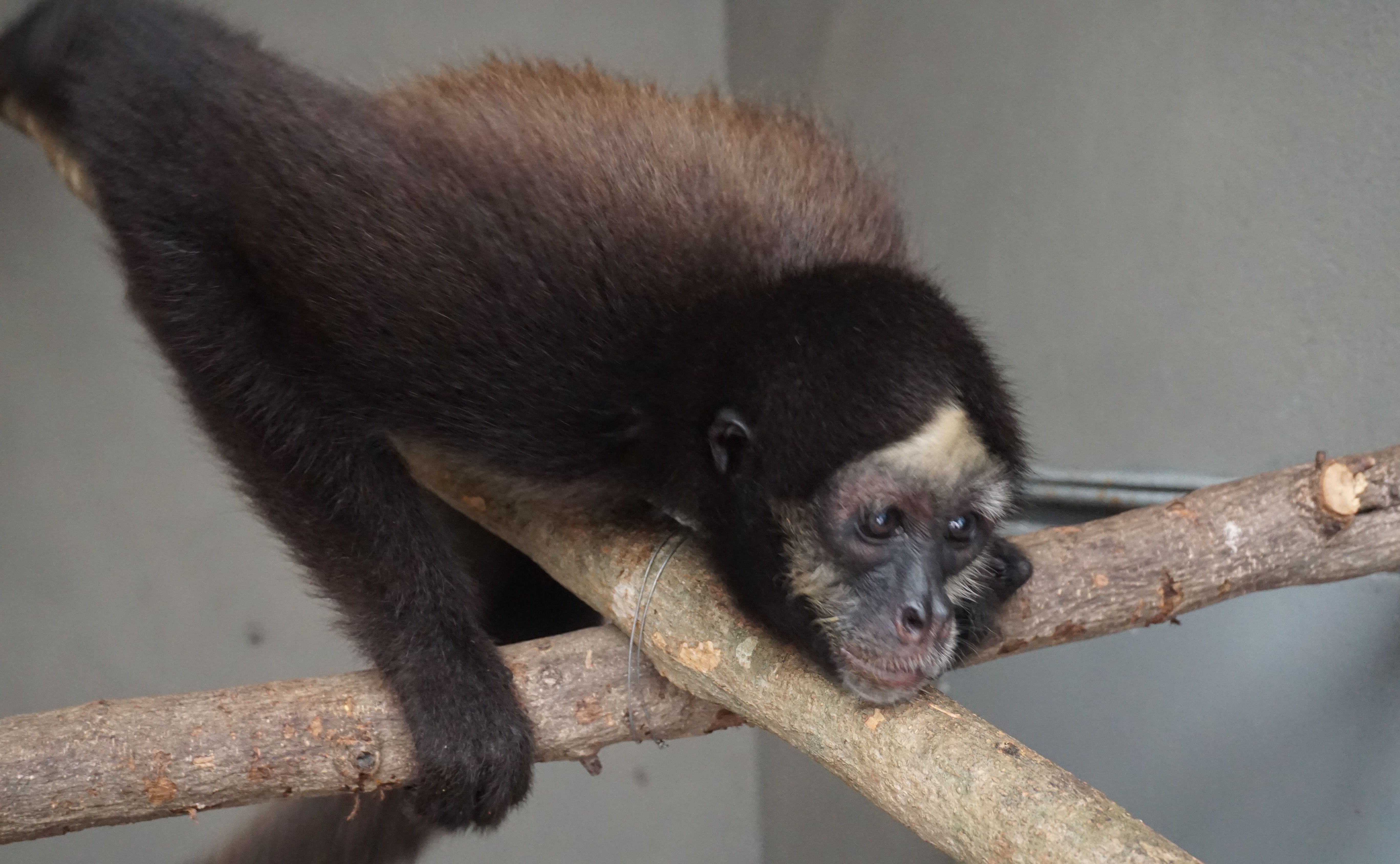 Dos monos y un zaíno, nuevos habitantes del Zoológico de Barranquilla