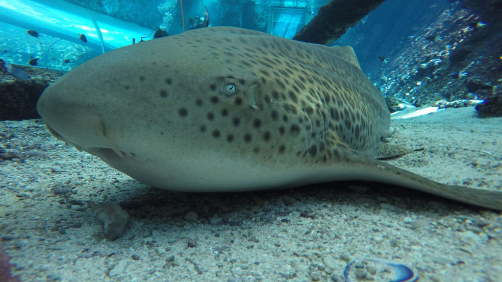 Tiburones sin dientes, curiosidad del mundo animal