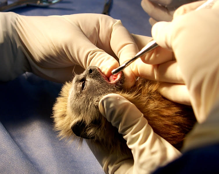 Nueva jornada odontológica en el Zoológico de Barranquilla