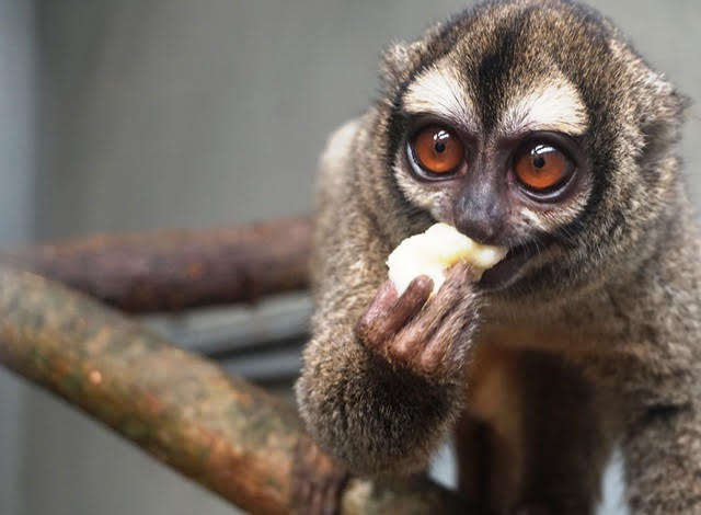 Mono nocturno, nueva especie en el Zoológico de Barranquilla