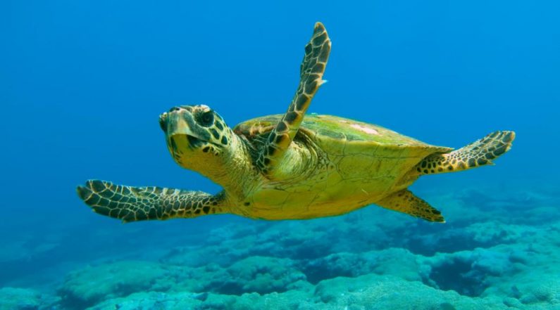 Tortugas marinas, «buscan» ser rescatadas por Greenpeace de la contaminación por plásticos 