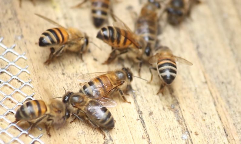 Colombia ya cuenta con protocolo para estandarizar la investigación de abejas