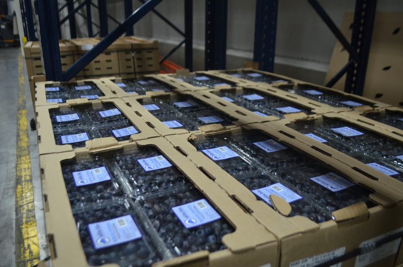 Puerto de Barranquilla inicia exportación de arándanos a través de su bodega de refrigerados