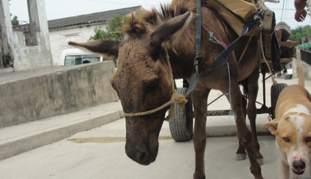 Fiscalía creó Grupo Especial para la Lucha contra el maltrato animal