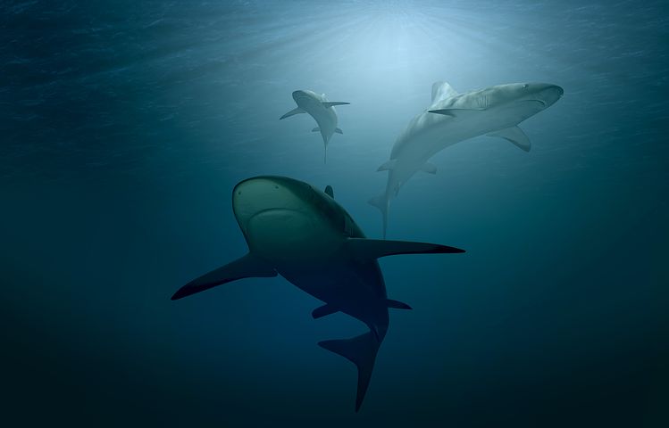 Minagricultura explica su polémica resolución sobre pesca de tiburones