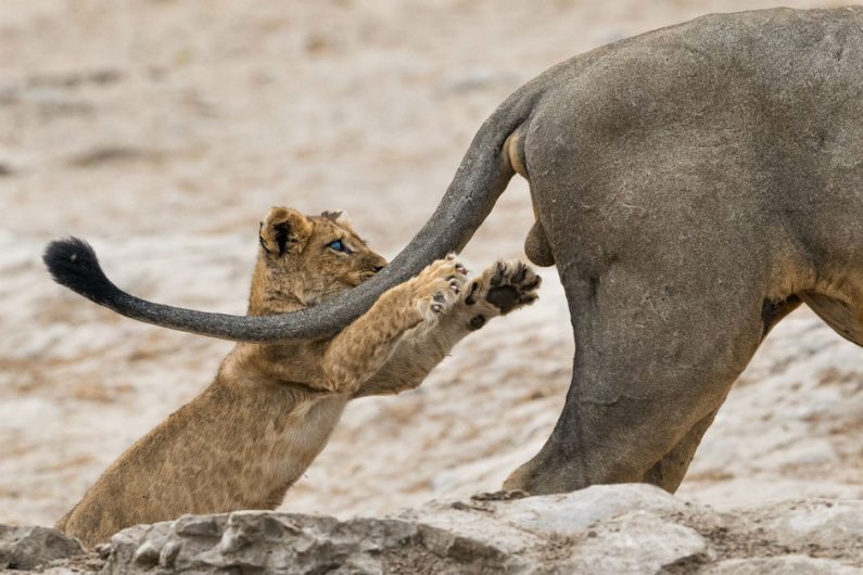 Las fotos ganadoras del Comedy Wildlife Photography Awards 2019