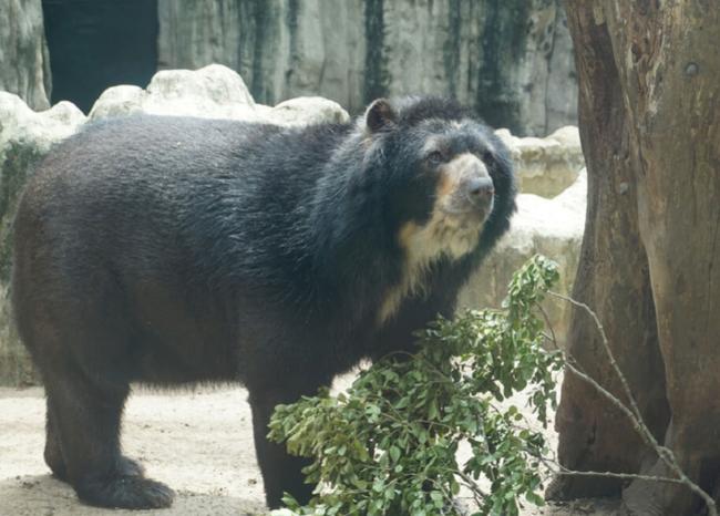 Oso Chucho se queda en el Zoo de Barranquilla, tras decisión de Corte Constitucional
