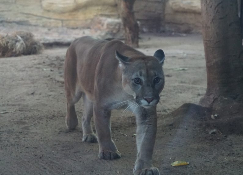El Zoológico de Barranquilla recibe puma rescatado por Corponor
