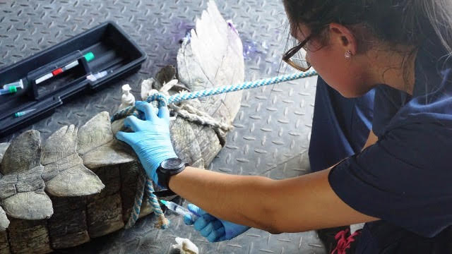 Caimán aguja encontrado en playas de Puerto Mocho es atendido por Zoológico de Barranquilla