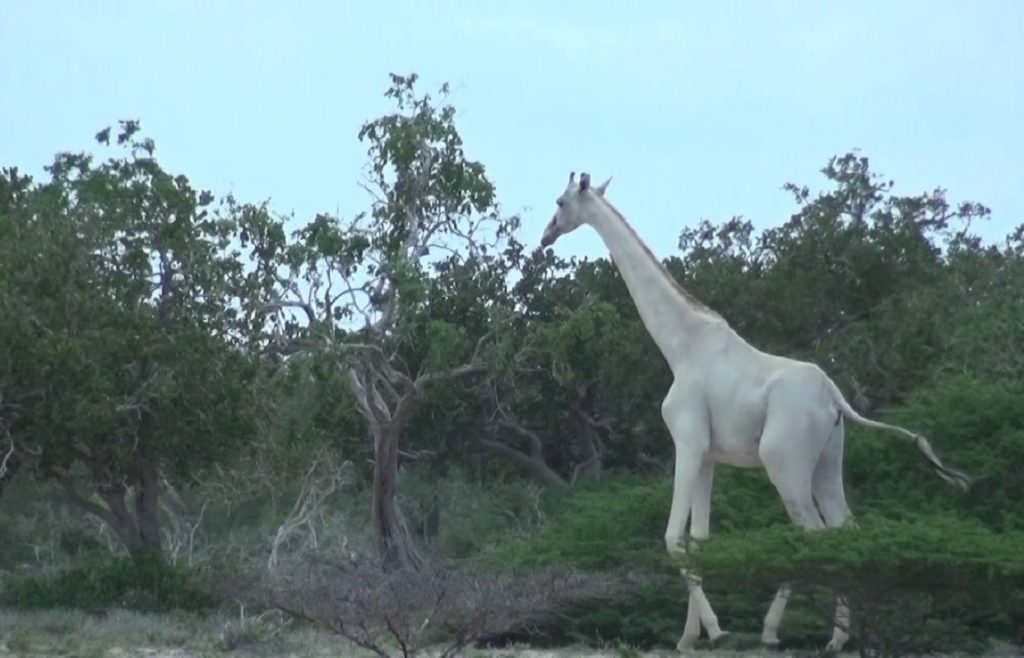 Hallan el cuerpo del último ejemplar femenino de la Jirafa blanca en Kenia.