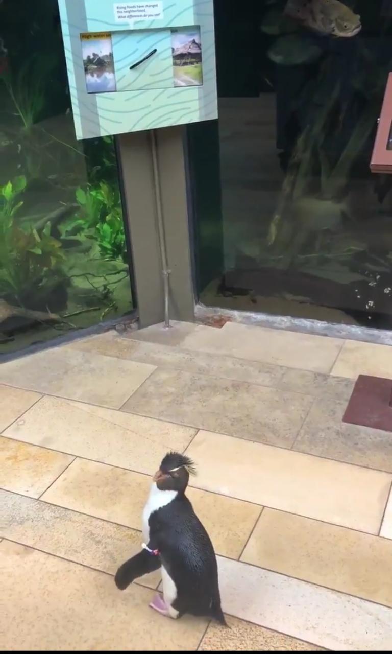 Ante el coronavirus los pingüinos salen a turistear en Shedd Aquarium