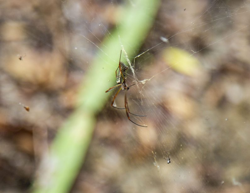 1289 observaciones con 207 especies animales diferentes, en Bioblitz 2020