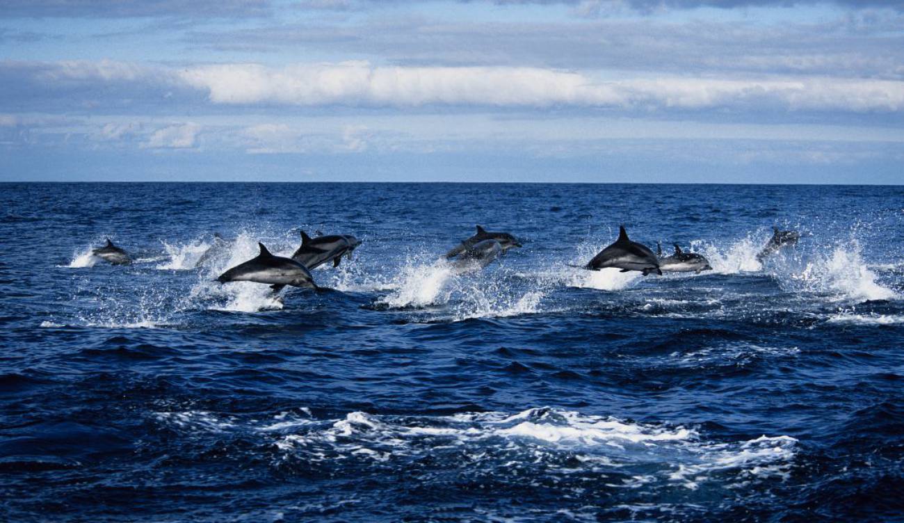 Colombia también tiene su respiro, avistamiento de Delfines en Dibulla, Guajira