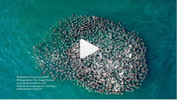 ¿Ballenas y cardumen de rayas? Esto fue en las costas de Guerrero.