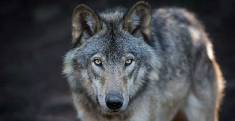 En Francia fue visto Lobo gris que se cría extinto