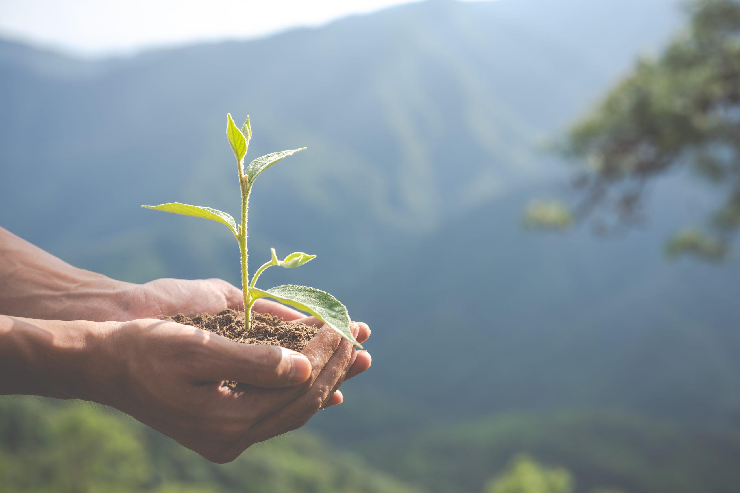 Trabajadores de la construcción cambiaron palaustre por herramientas para cultivar