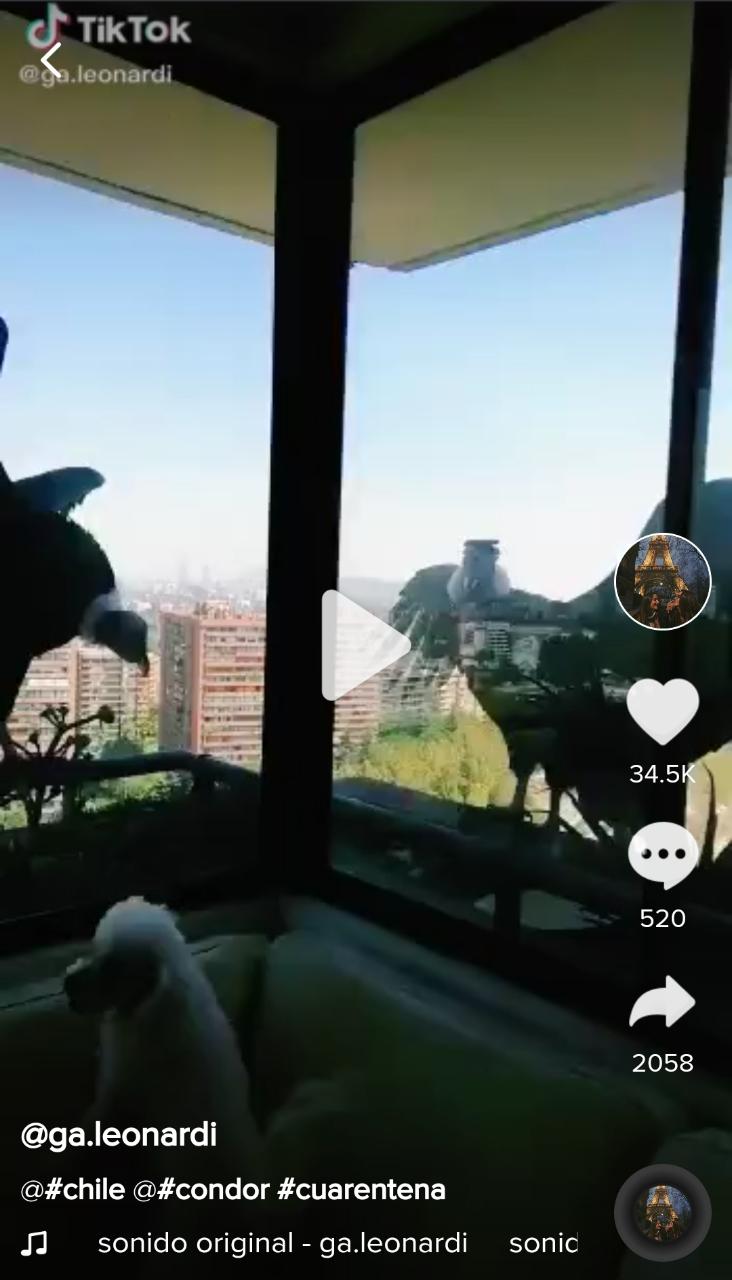 Condores asechando a un trío de perros en Chile