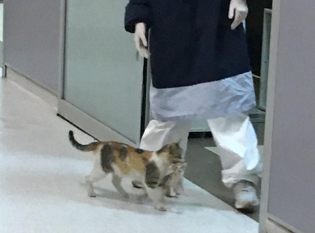 Gata lleva a su cría al Hospital en Turquía