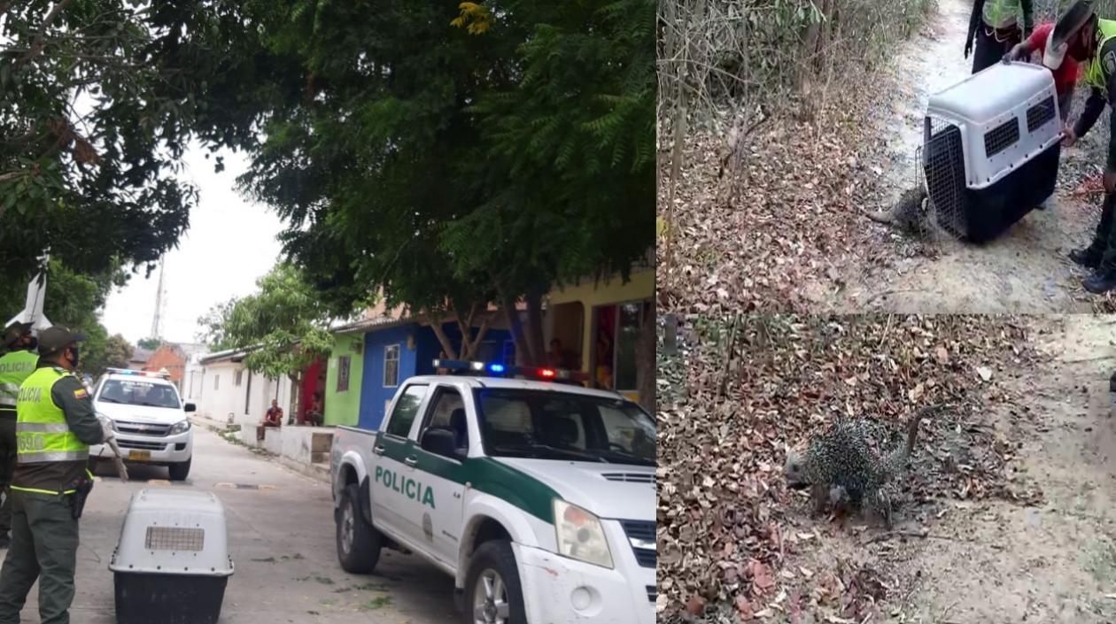 Rescatan puercoespín en Polo Nuevo