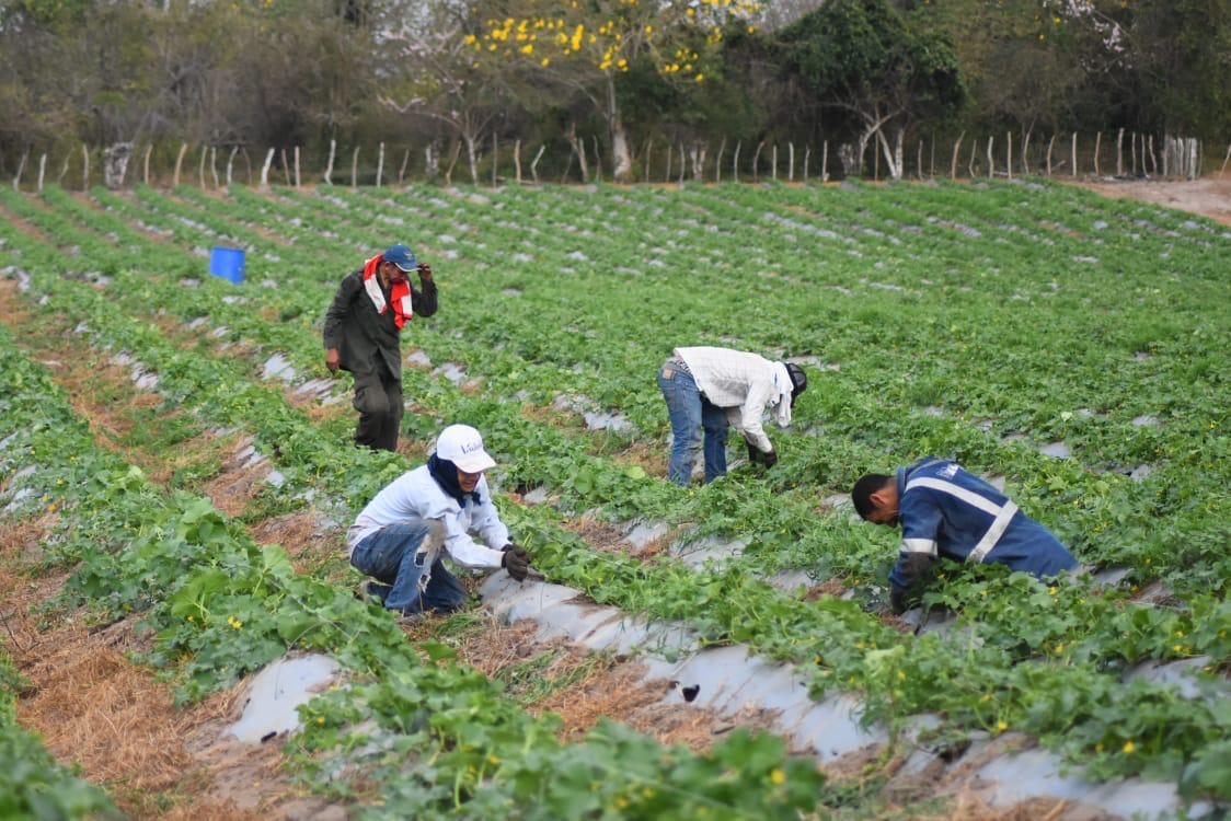 Más de 2 mil campesinos recibirán kits de siembra para reactivar el campo atlanticense