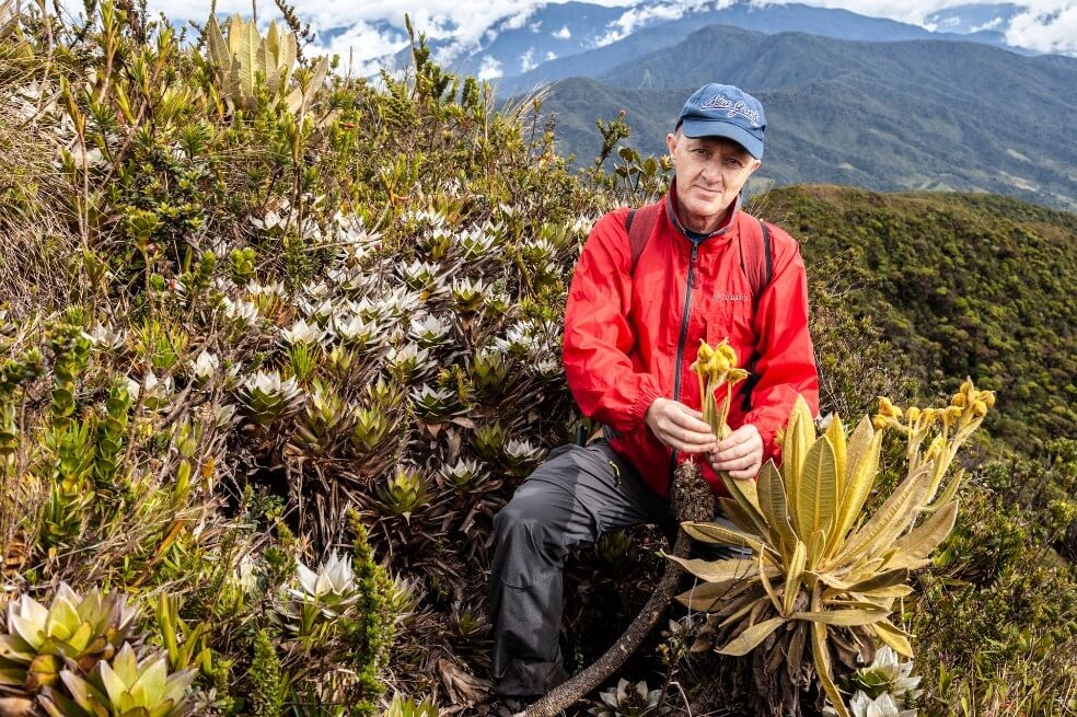 Nueva especie de frailejón en páramos de Colombia es clave para preservación del agua