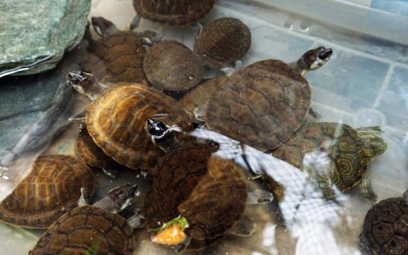 17 nuevas crías de diferentes especies animales nacieron en Zoobaq durante cuarentena