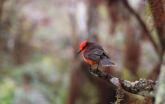Nacen en Galápagos seis pichones de pájaro brujo, en peligro de extinción