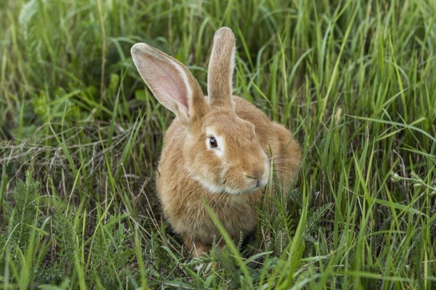 Prohibida en Colombia las pruebas cosméticas en animales