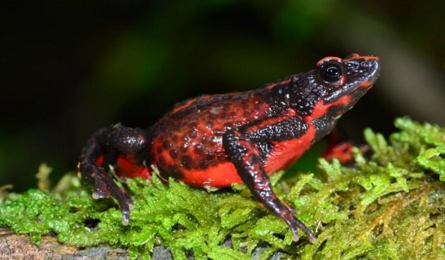 Avistan en Colombia rana Arlequín, que se creía extinta