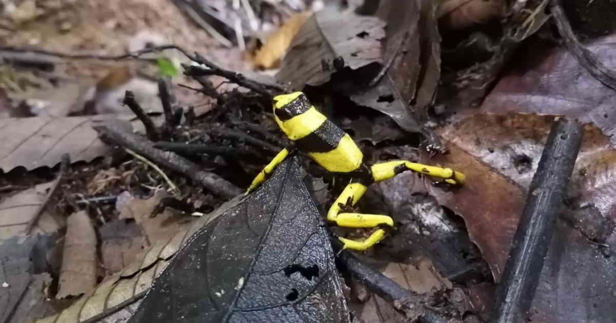 79 ranas venenosas regresaron a su hábitat natural en la selva del pacífico colombiano