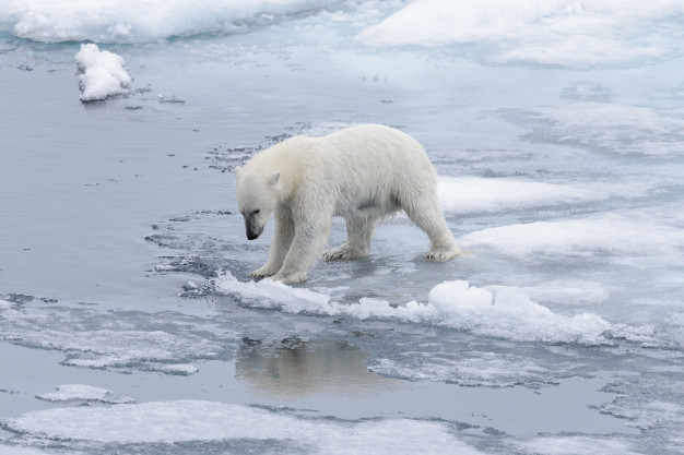 La ONU investiga máximos históricos de temperatura en el Ártico