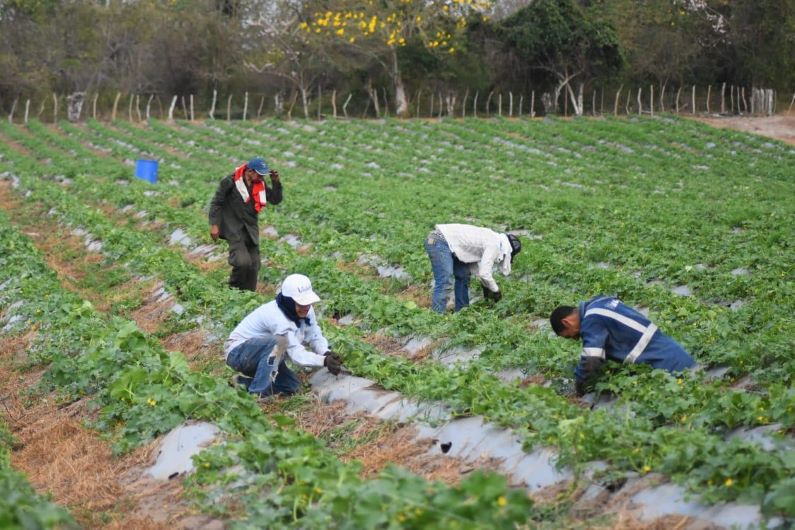 Alcaldes del Atlántico ya pueden postularse al programa de kits de siembra