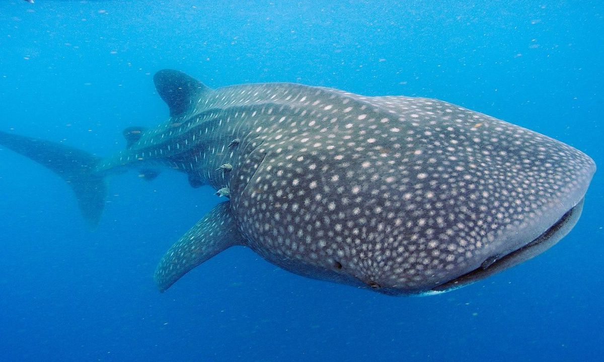 Científicos descubren que tiburón ballena tiene dientes en sus ojos