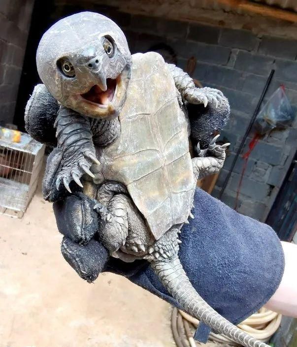 Tortuga con “pico de águila” fue hallada en China