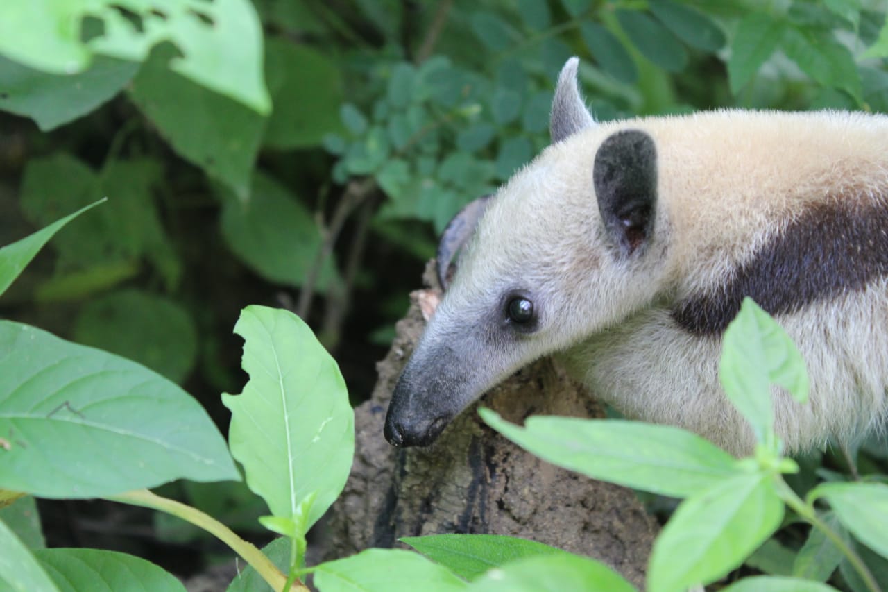 I Encuentro Internacional Virtual en Medicina de la Conservación de Fauna Silvestre en América Latina y el Caribe