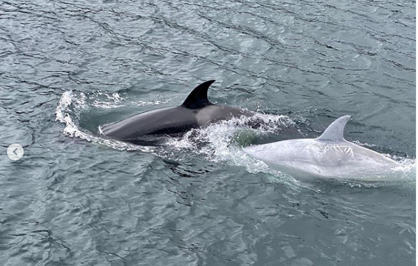 Turistas captan ‘orca blanca’ que brilla debajo del agua