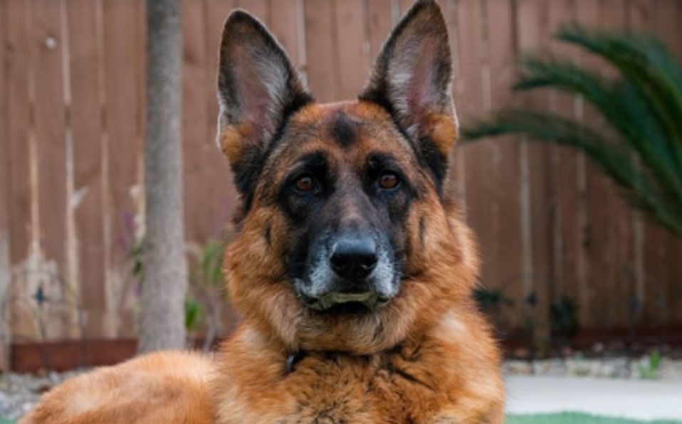 Fallece perro diagnosticado con covid-19 en EE.UU