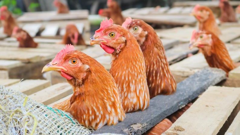GECELCA entrega unidades productivas a familias guajiras