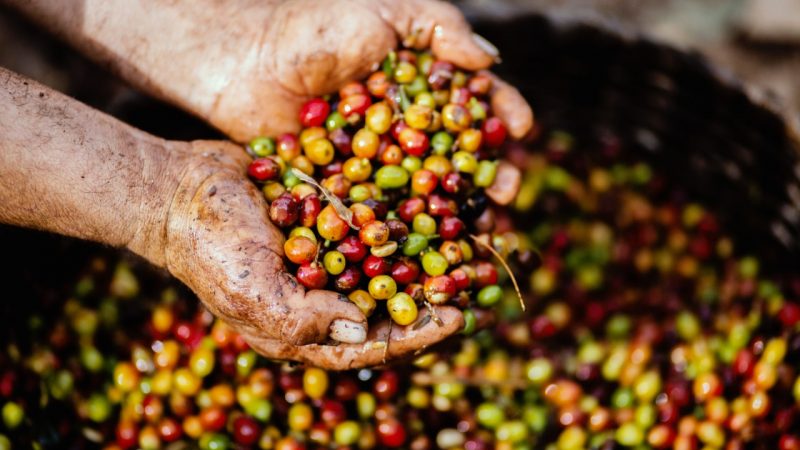 Región Caribe promueve feria de negocios verdes