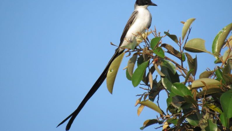Las en-cantadoras aves en Atlántico
