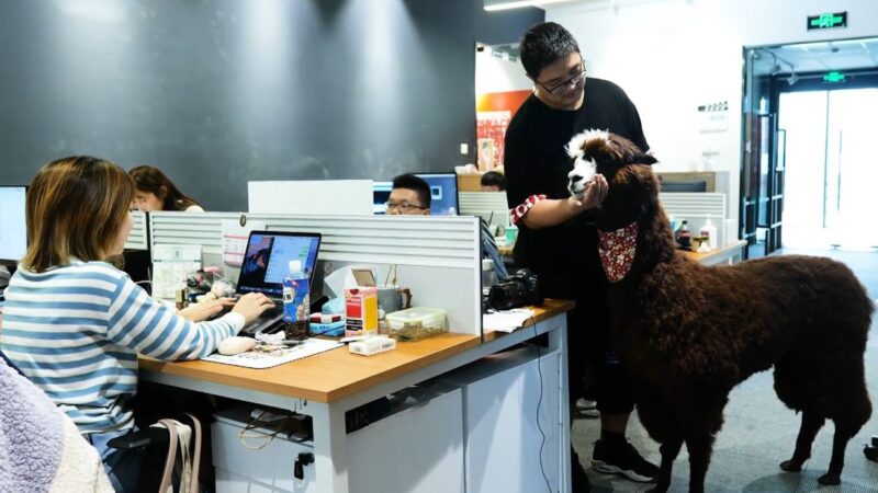 Productora ‘contrata’ a una alpaca