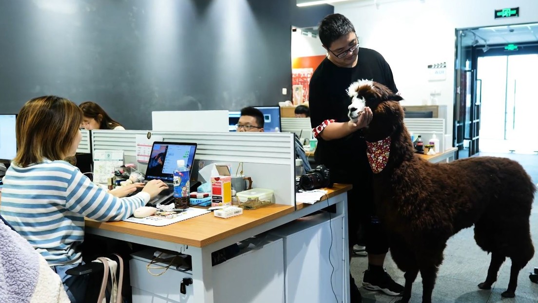 Productora ‘contrata’ a una alpaca